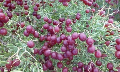 Một loài cây dại ở châu Á có thể là "thần dược" trị tiểu đường